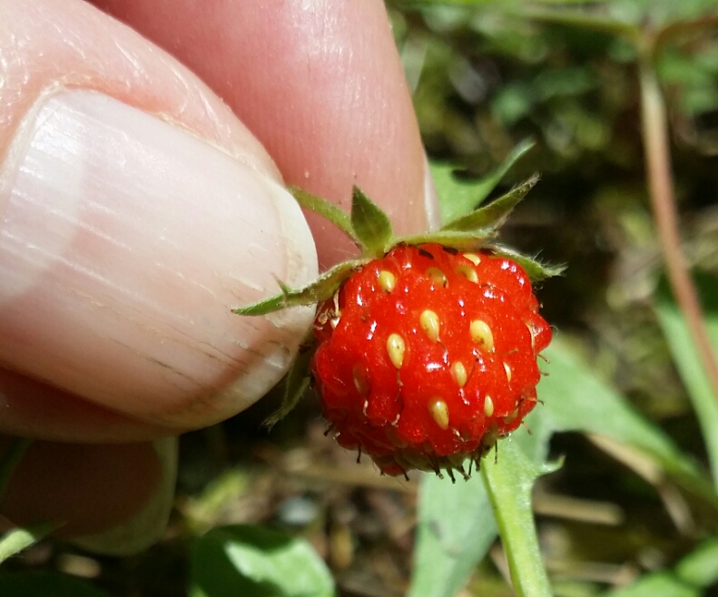 wildstrawberry